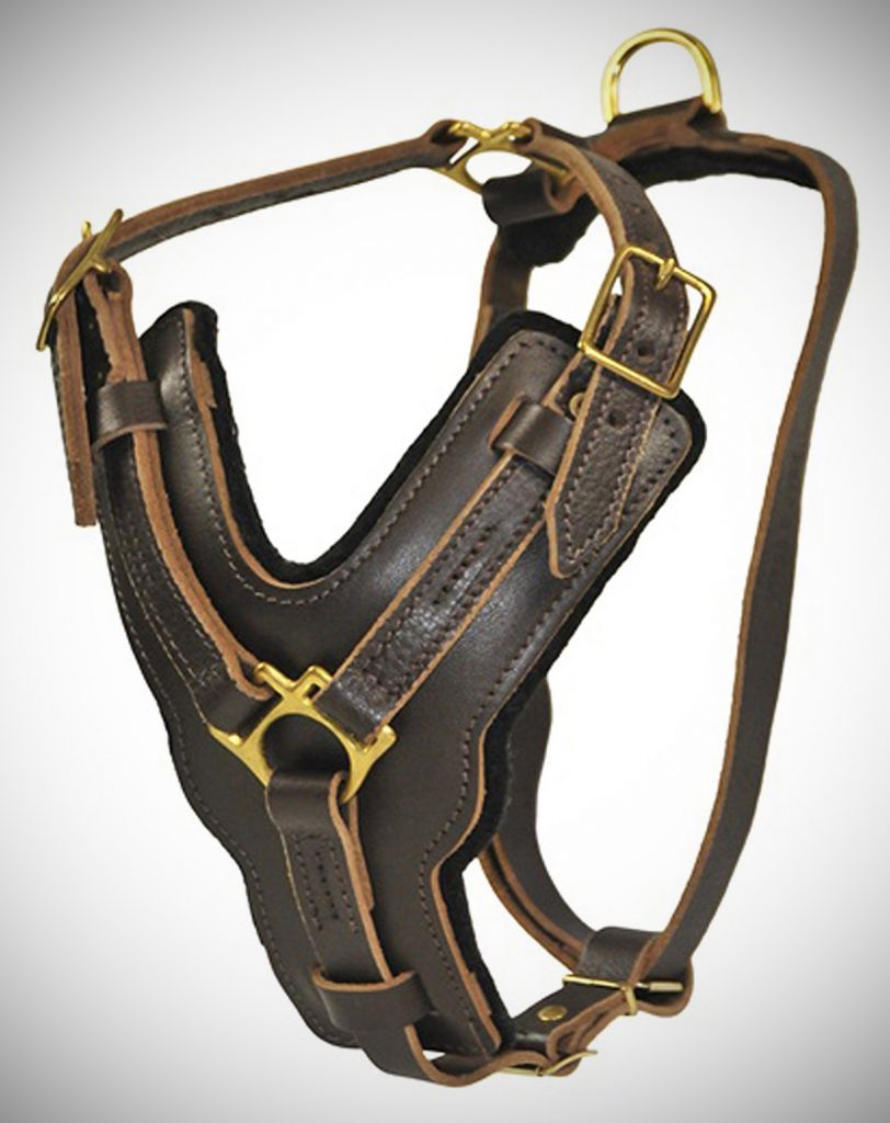 Unchewable Dog Harness Literally Unchewable!? Flip Flops and Apple